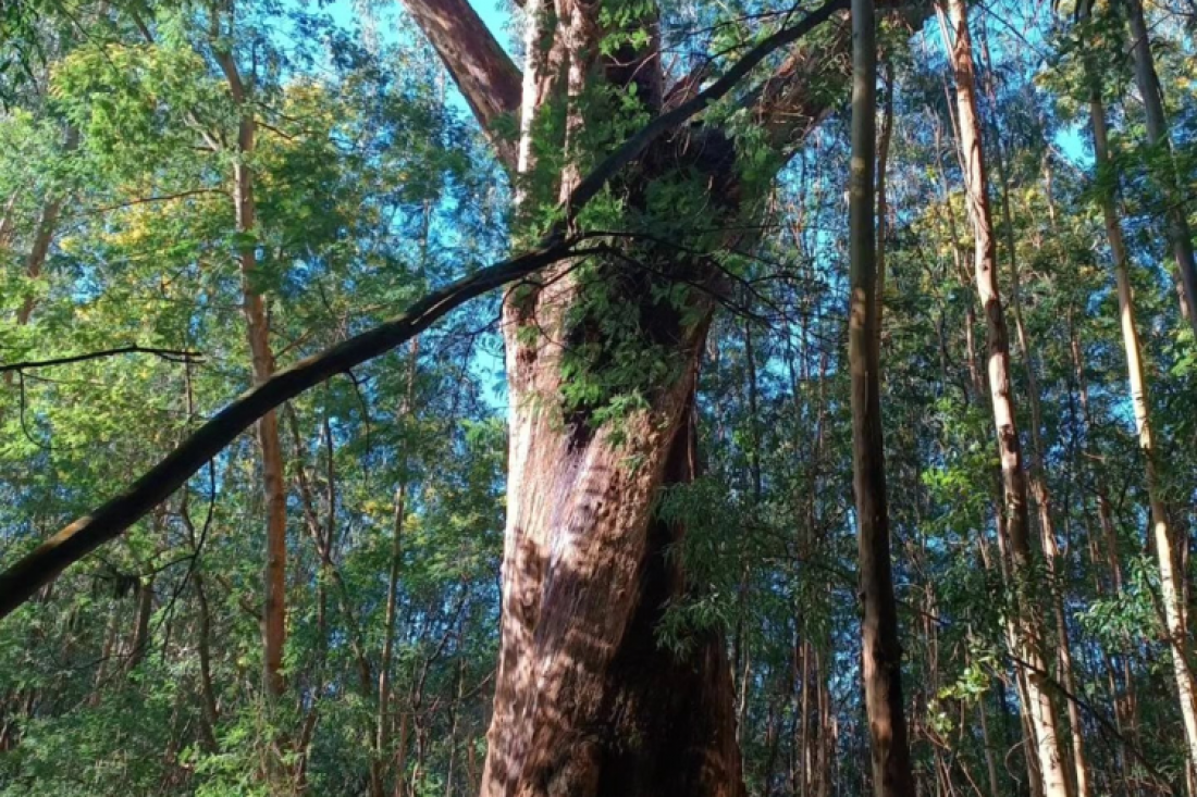 Rádio Vizela - 3ª Caminhada “Gigantes Verdes” em Felgueiras este sábado