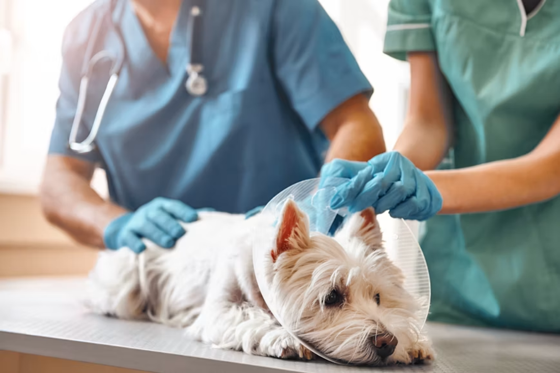 CMV promove campanha de Esterilização de Animais Gratuita