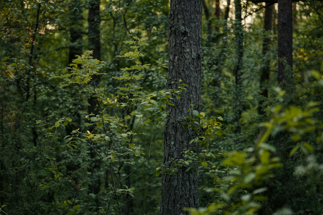 Palestra sobre Floresta Portuguesa do Rotary esta noite