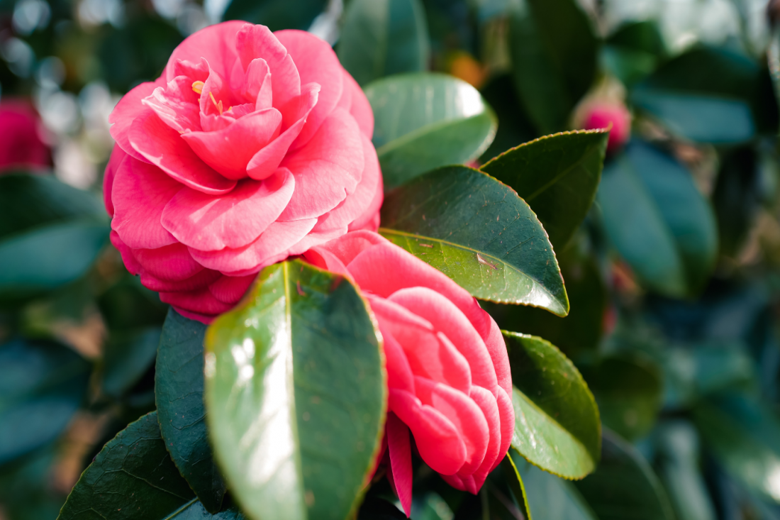 Rádio Vizela - Mercado das Camélias em Lousada no dia 21 e 22